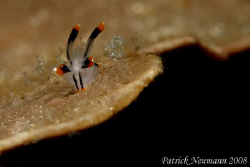 mimi nudi Anilao taken with Canon 400D/hugyfot + 100mm ma... by Patrick Neumann 